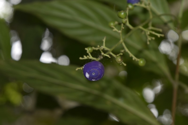 Bertiera procumbens photo 5