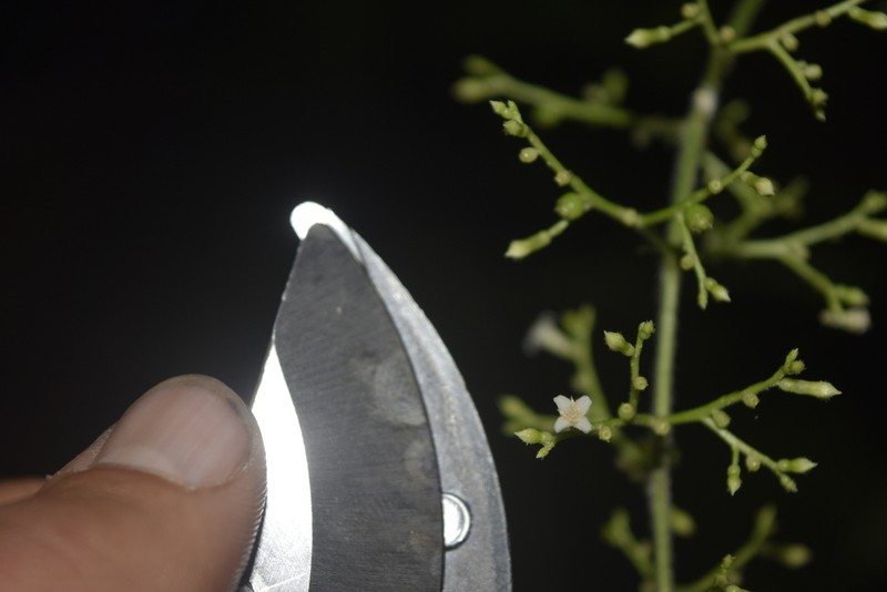 Bertiera procumbens photo 6