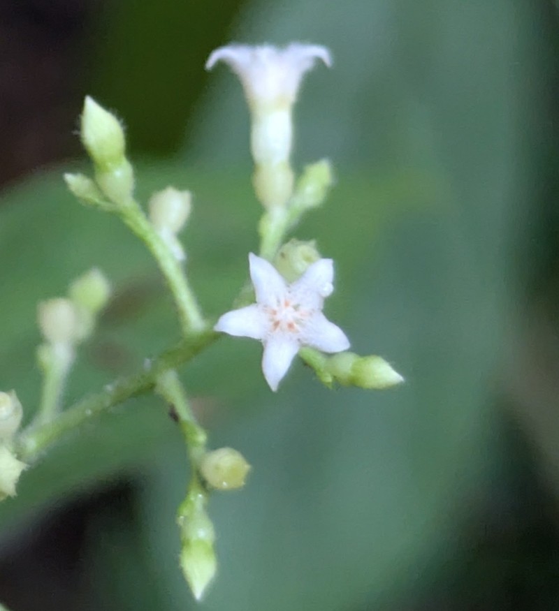 Bertiera procumbens photo 7
