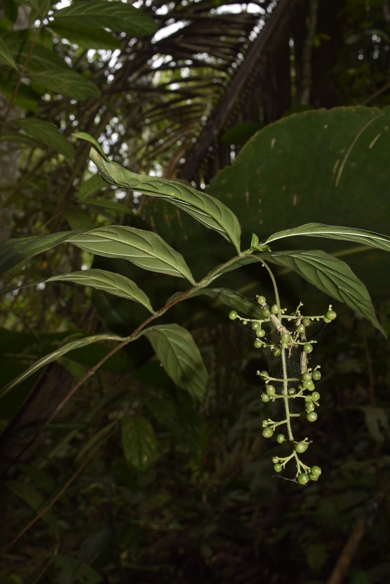 Bertiera procumbens photo 8