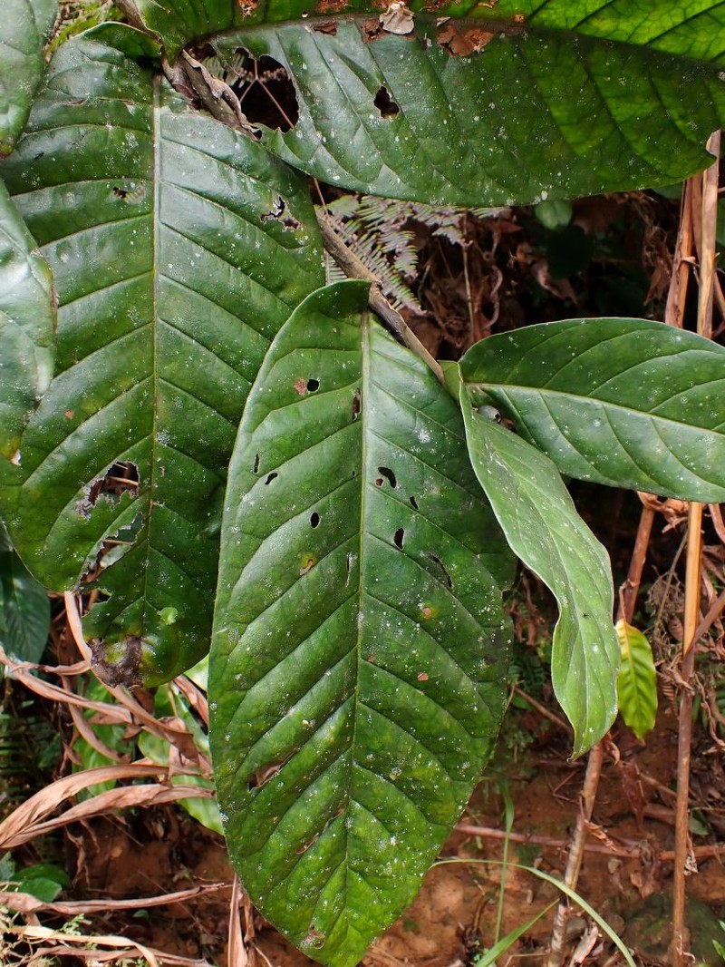 Bertiera racemosa var. elephantina