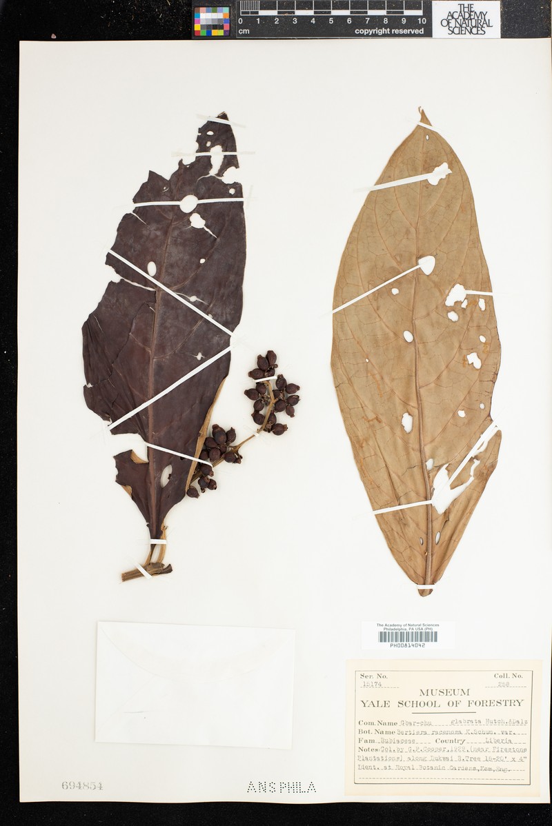 Bertiera racemosa var. glabrata