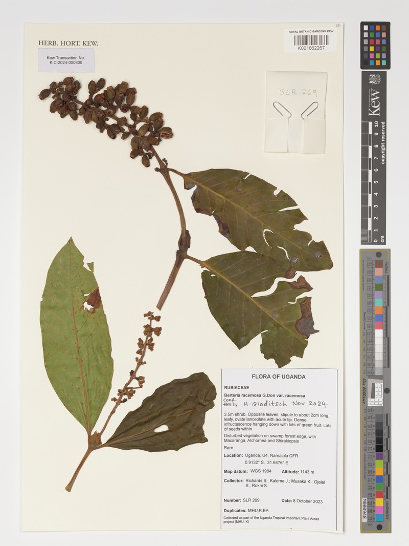 Bertiera racemosa var. racemosa