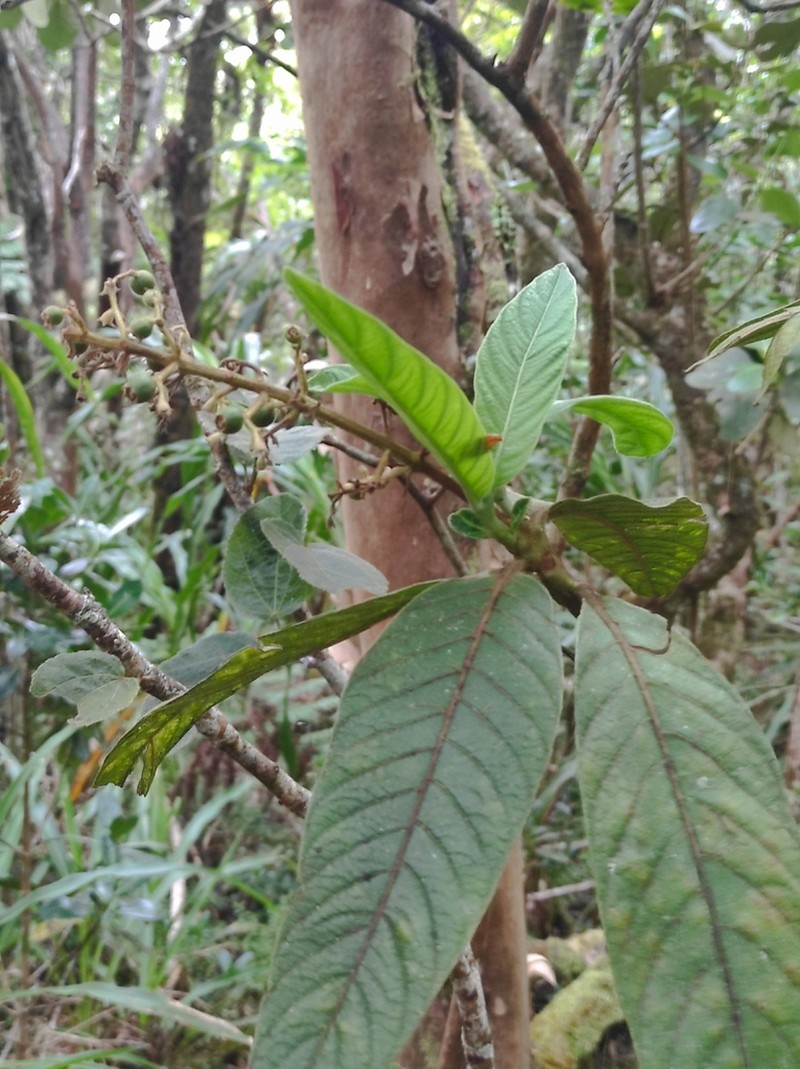 Bertiera rufa photo 2