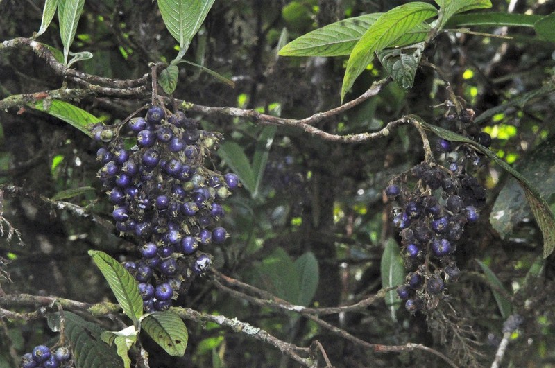 Bertiera rufa photo 3