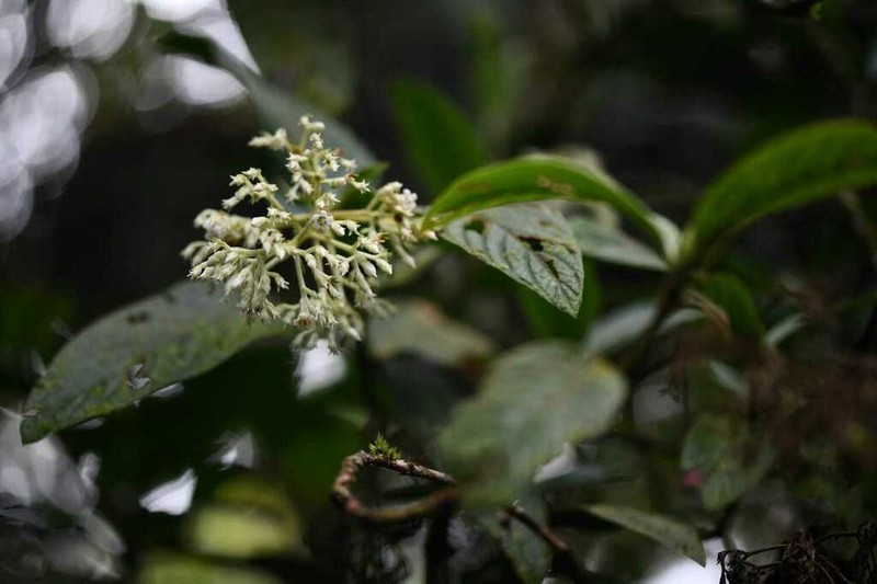 Bertiera rufa photo 5