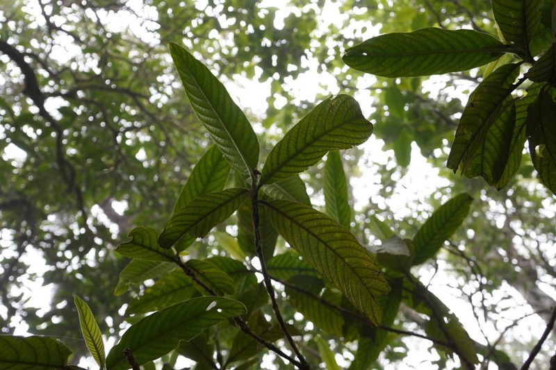 Bertiera rufa photo 6