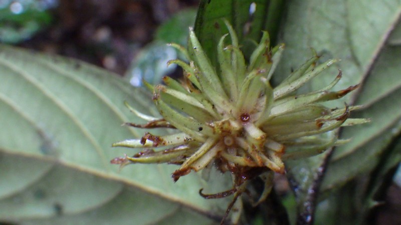 Bertiera sphaerica