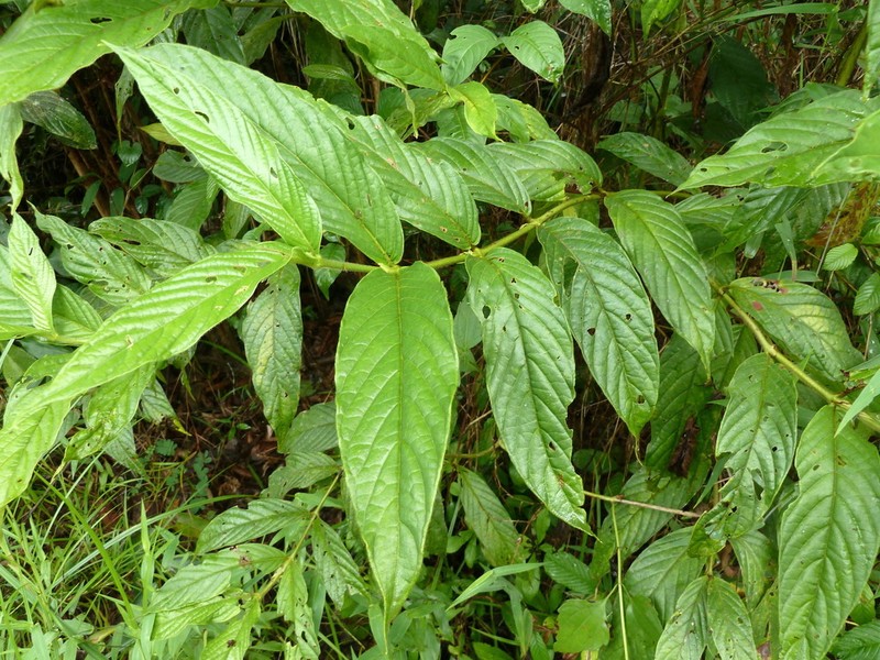 Bertiera spicata photo 3