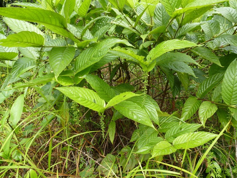 Bertiera spicata photo 4