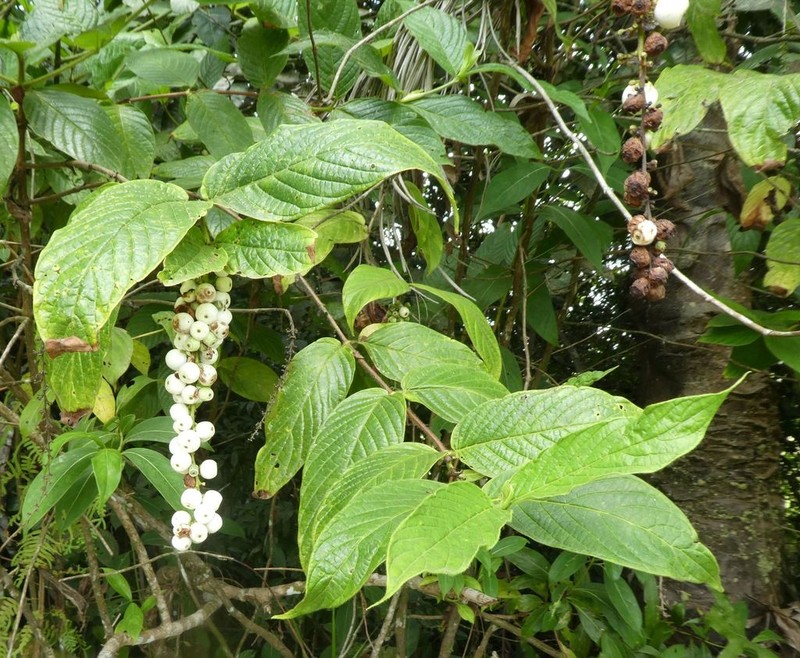 Bertiera spicata photo 5