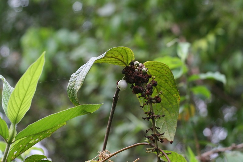 Bertiera spicata photo 6