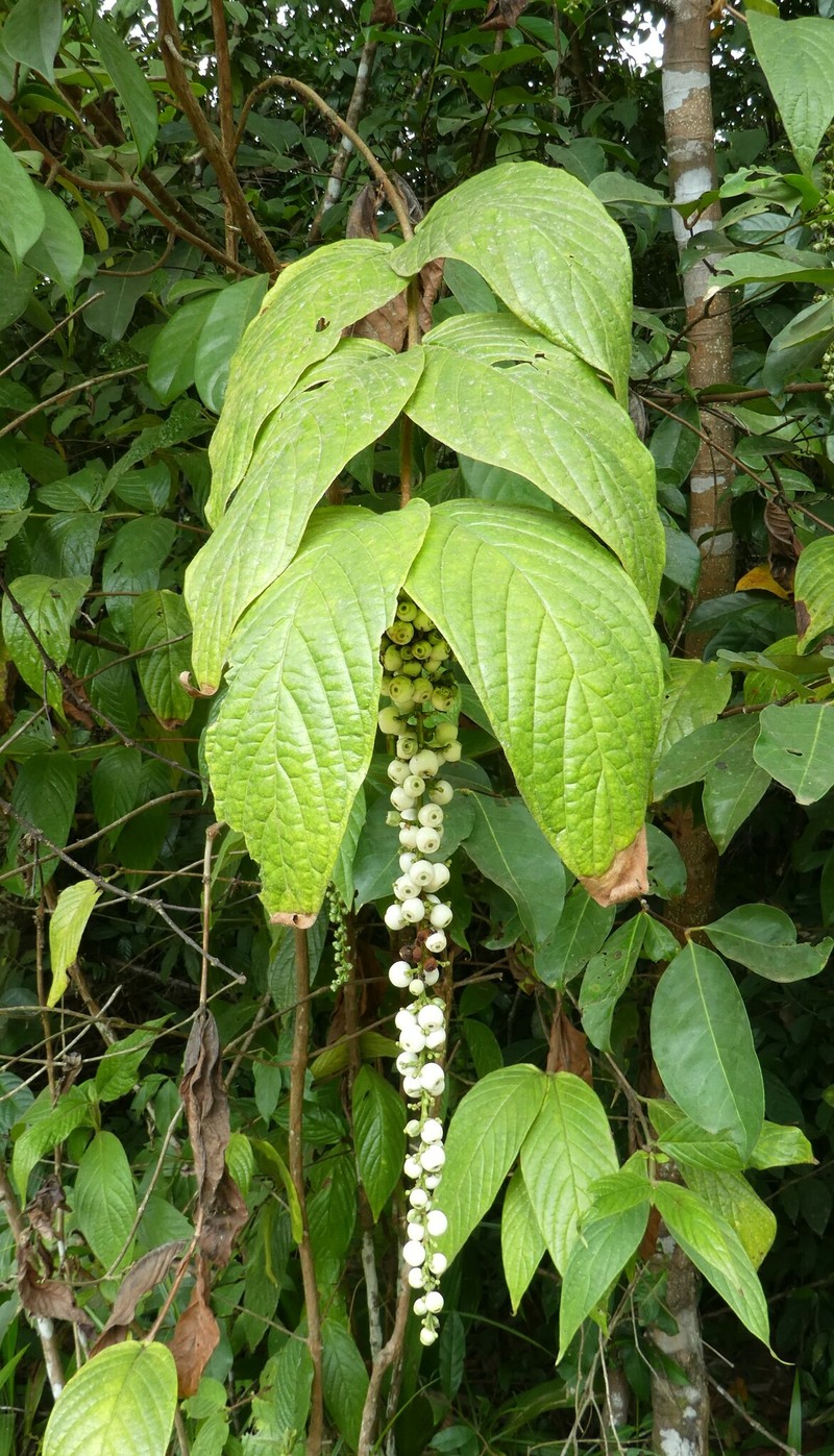 Bertiera spicata photo 7