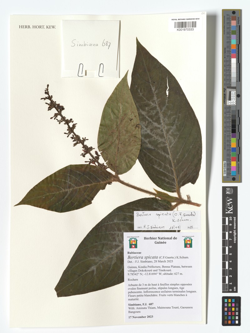 Bertiera spicata photo 8