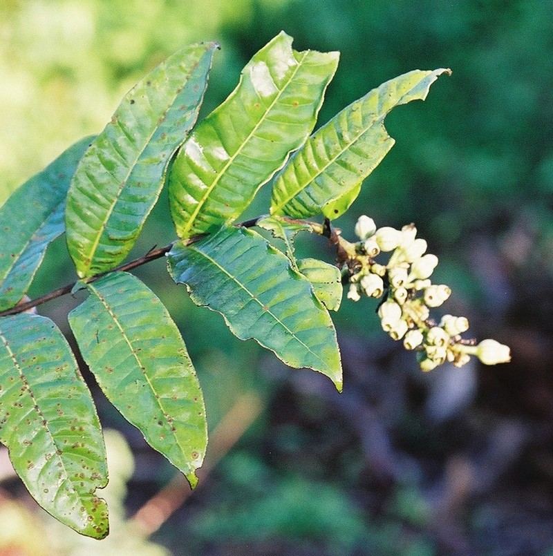 Bertiera subsessilis