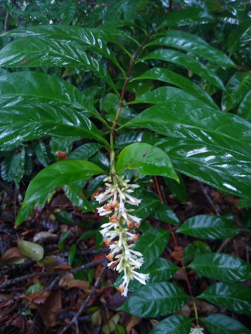 Bertiera subsessilis photo 2