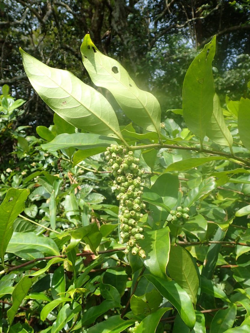Bertiera subsessilis photo 3