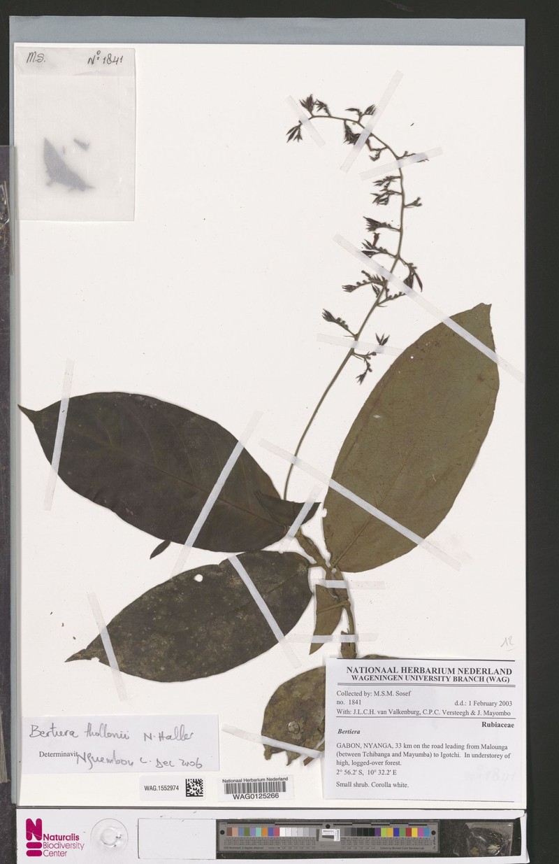 Bertiera thollonii