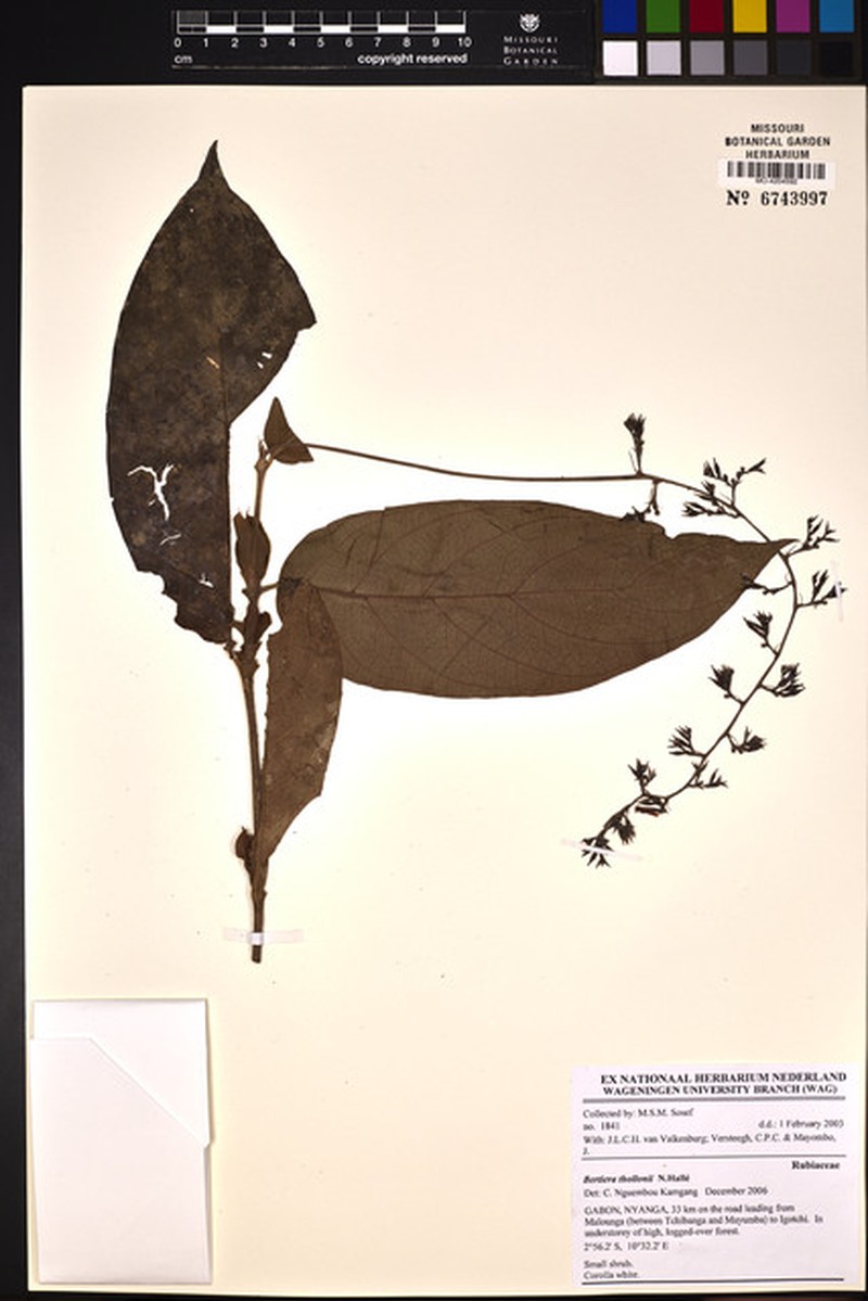 Bertiera thollonii photo 2