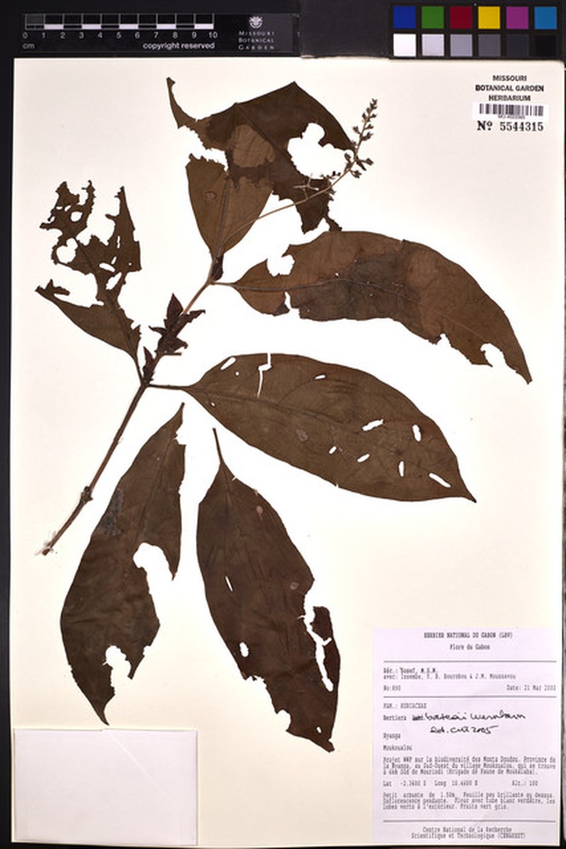 Bertiera thollonii photo 4