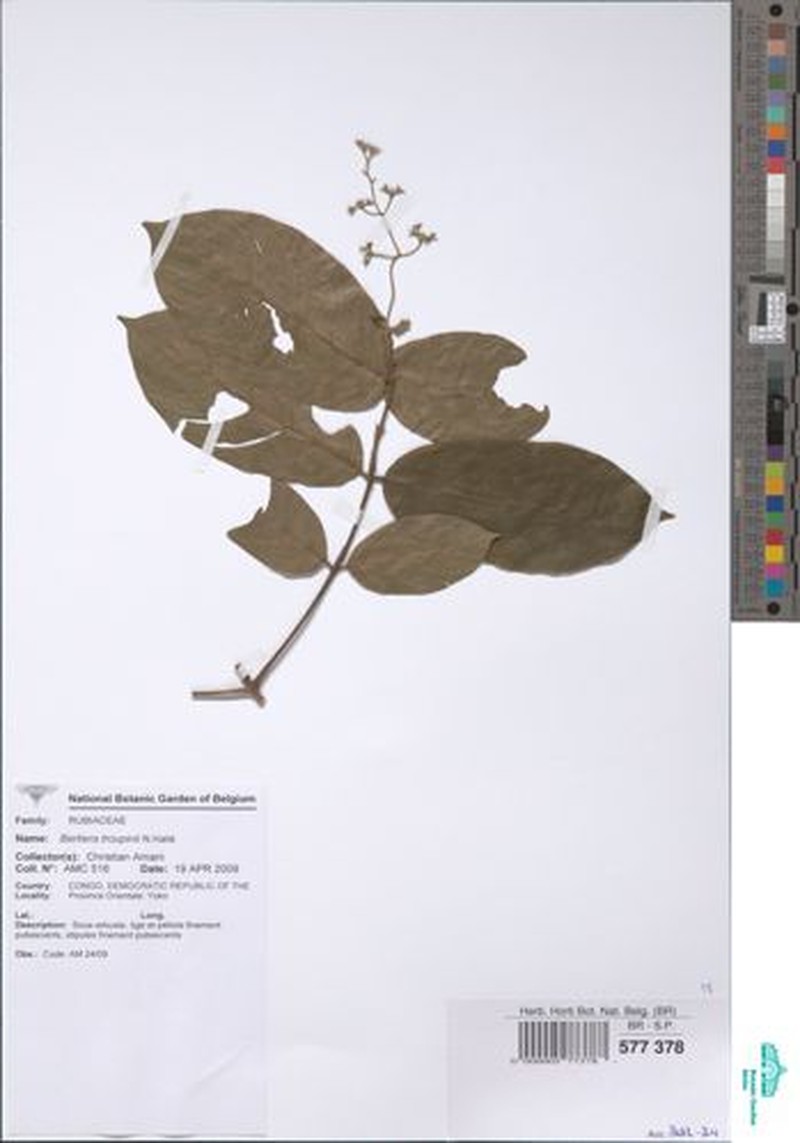Bertiera troupinii