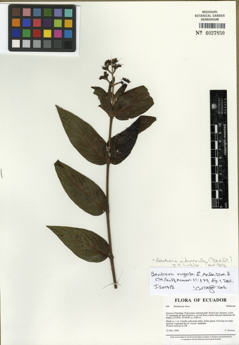 Bertiera viburnoides