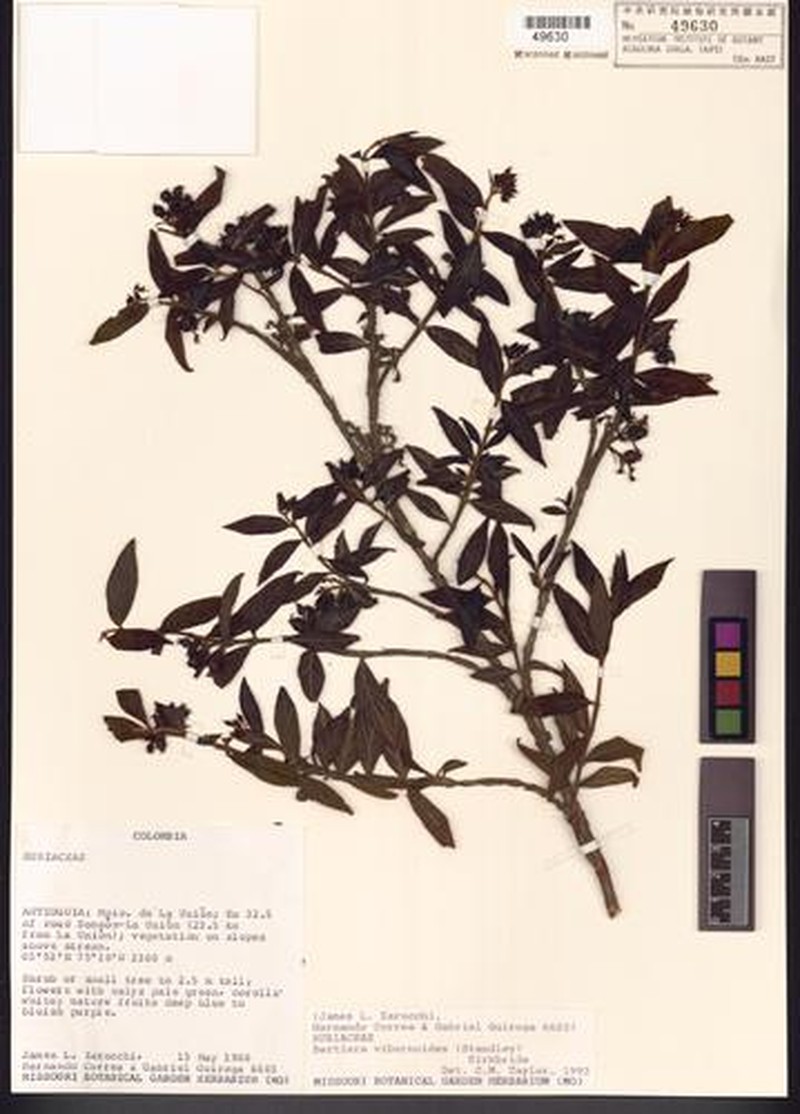 Bertiera viburnoides photo 2