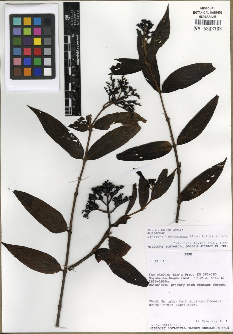 Bertiera viburnoides photo 3