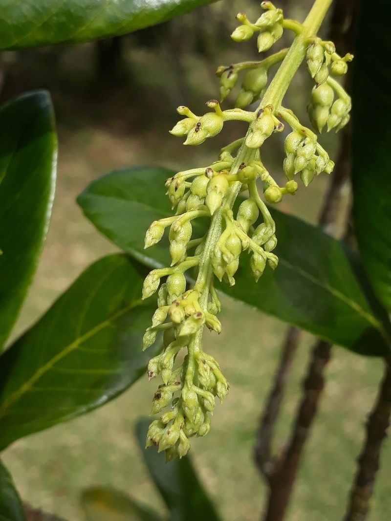Bertiera zaluzania photo 6