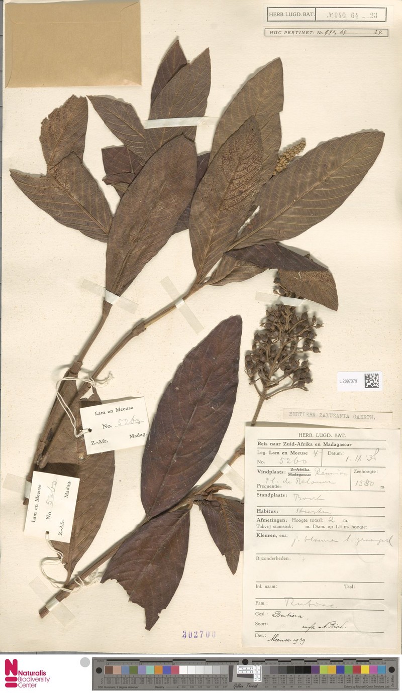 Bertiera zaluzania photo 8