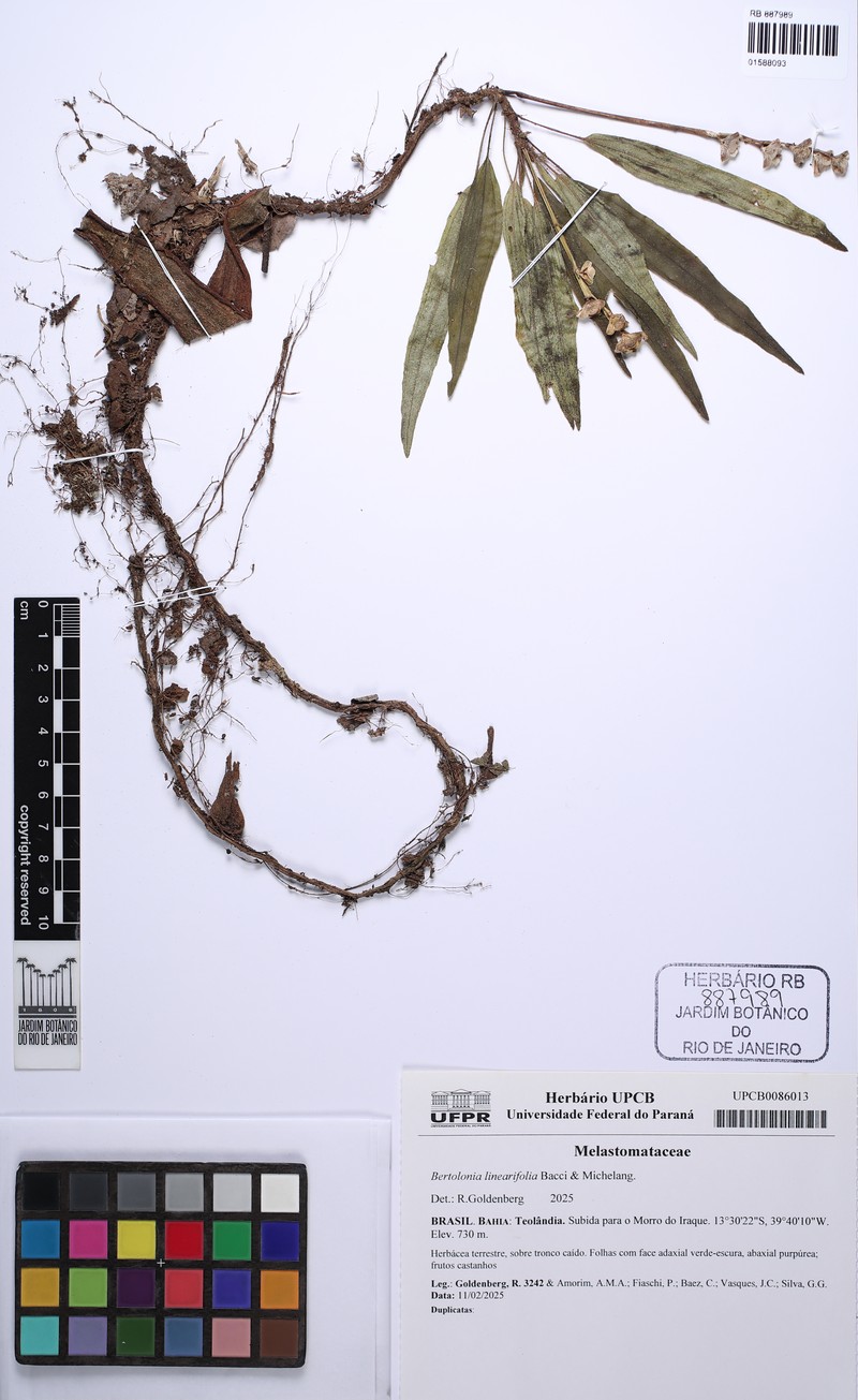 Bertolonia linearifolia