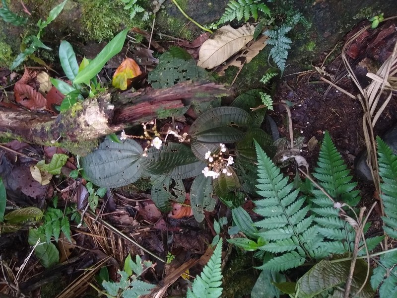Bertolonia ruschiana