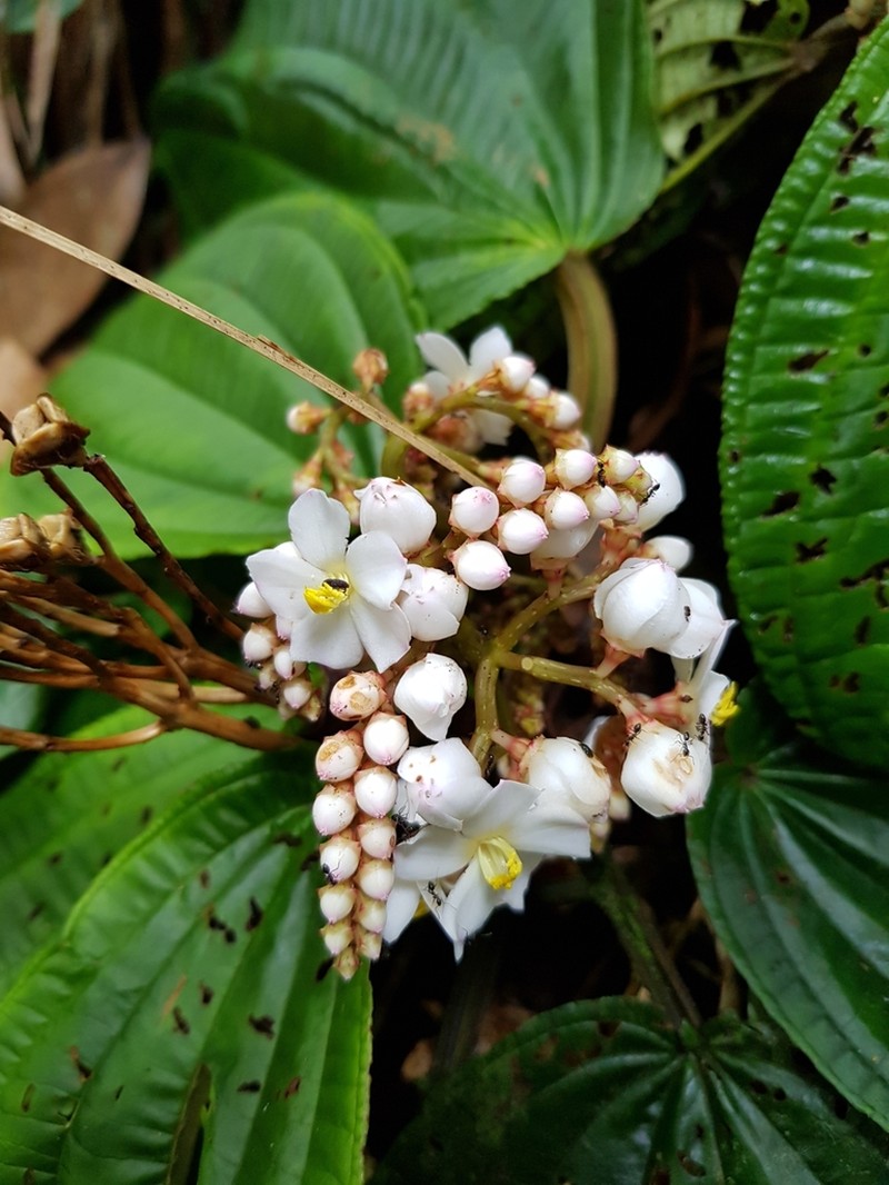 Bertolonia ruschiana photo 2