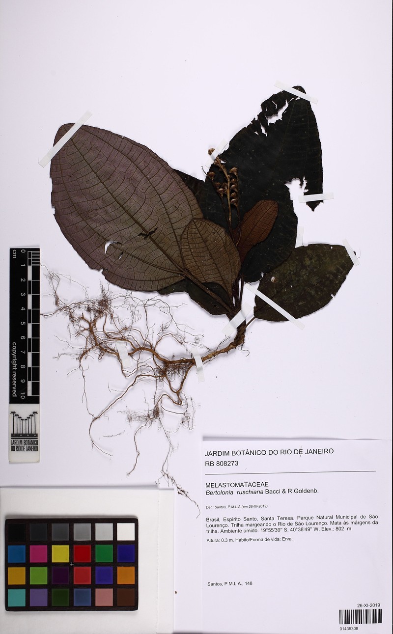 Bertolonia ruschiana photo 4