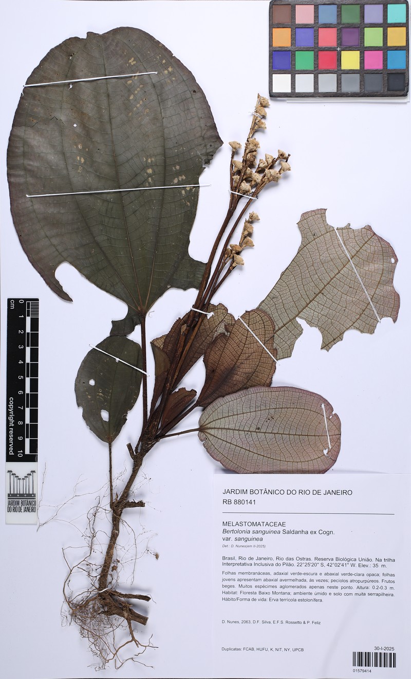 Bertolonia sanguinea var. sanguinea