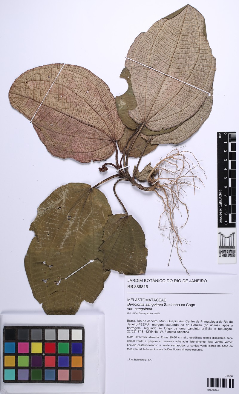 Bertolonia sanguinea var. sanguinea photo 3