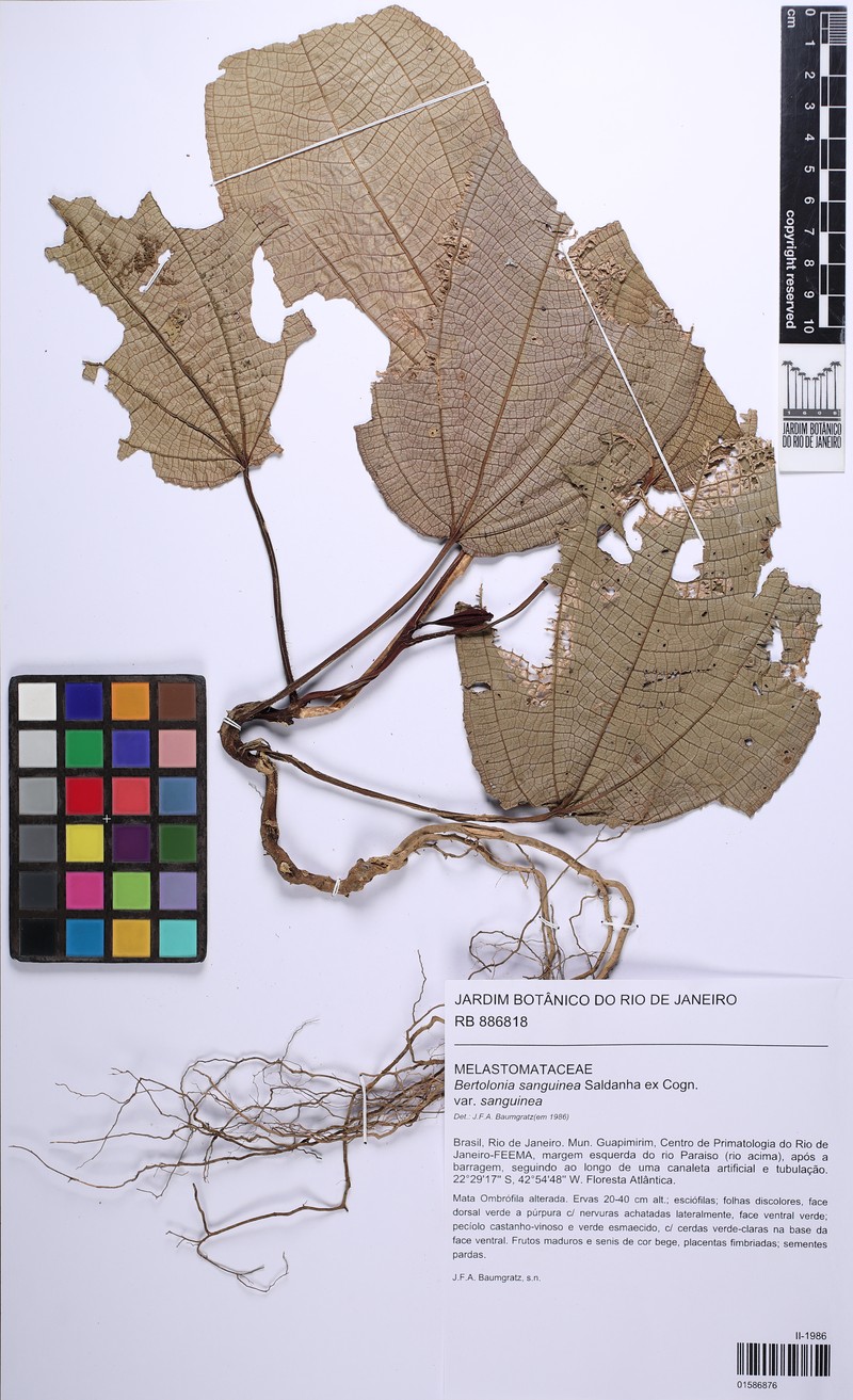 Bertolonia sanguinea var. sanguinea photo 4