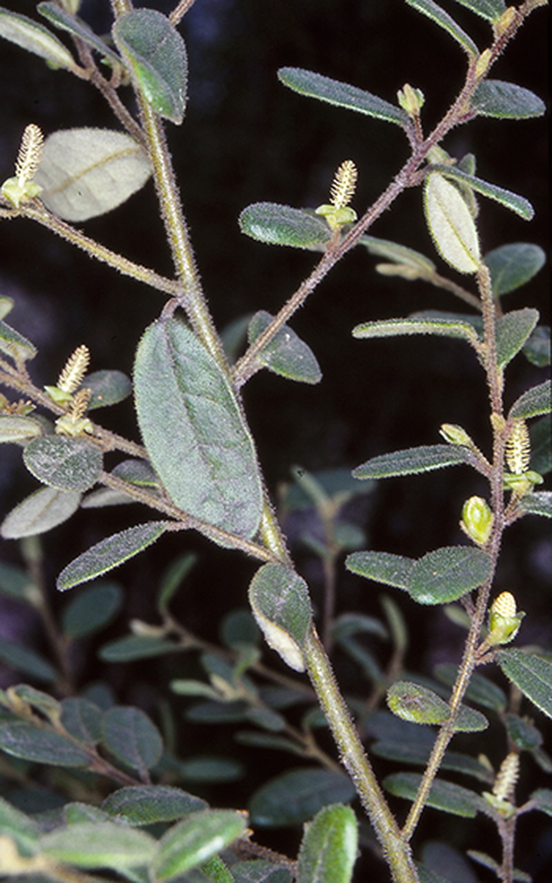 Bertya brownii