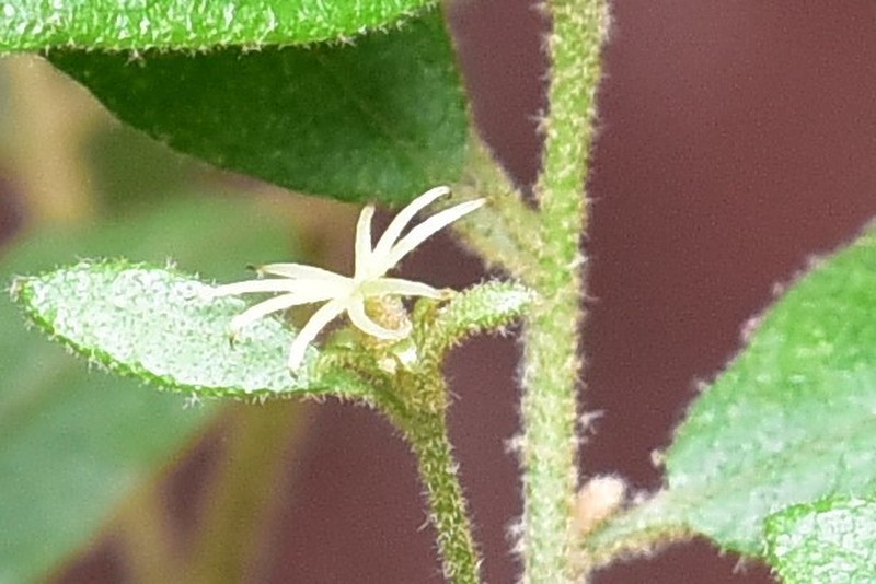 Bertya brownii photo 3