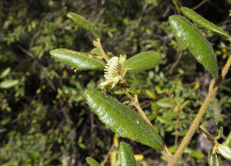 Bertya brownii photo 5
