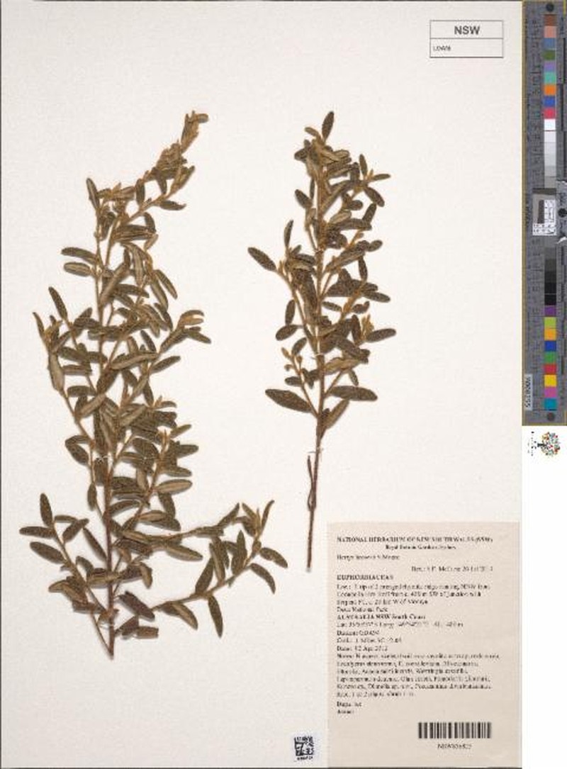 Bertya brownii photo 6