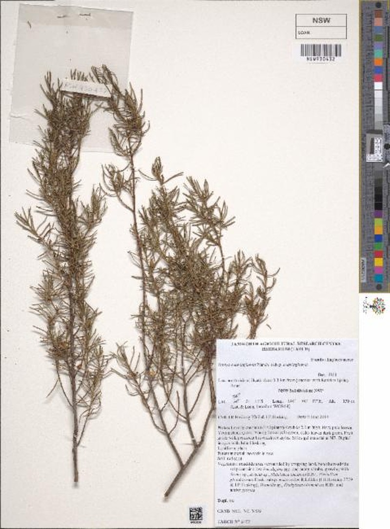 Bertya cunninghamii subsp. cunninghamii
