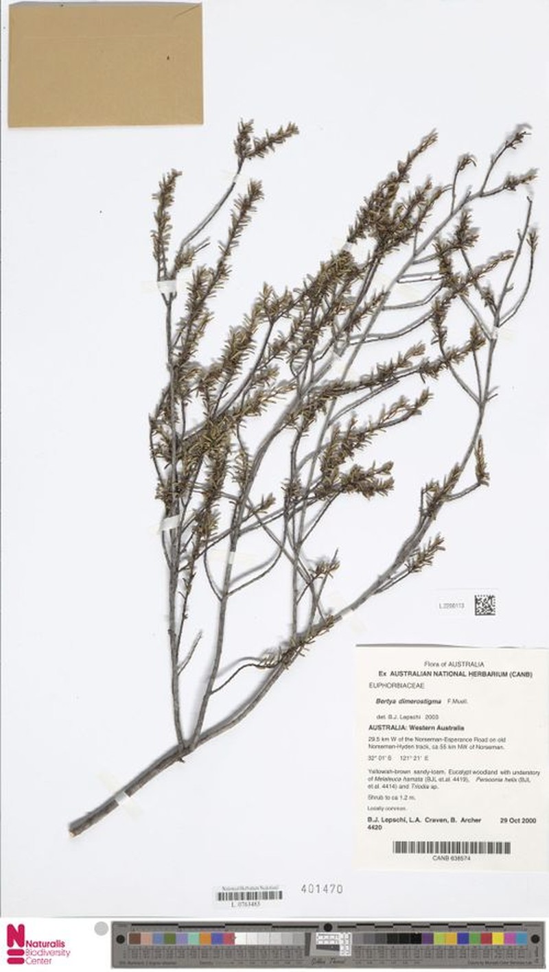 Bertya dimerostigma