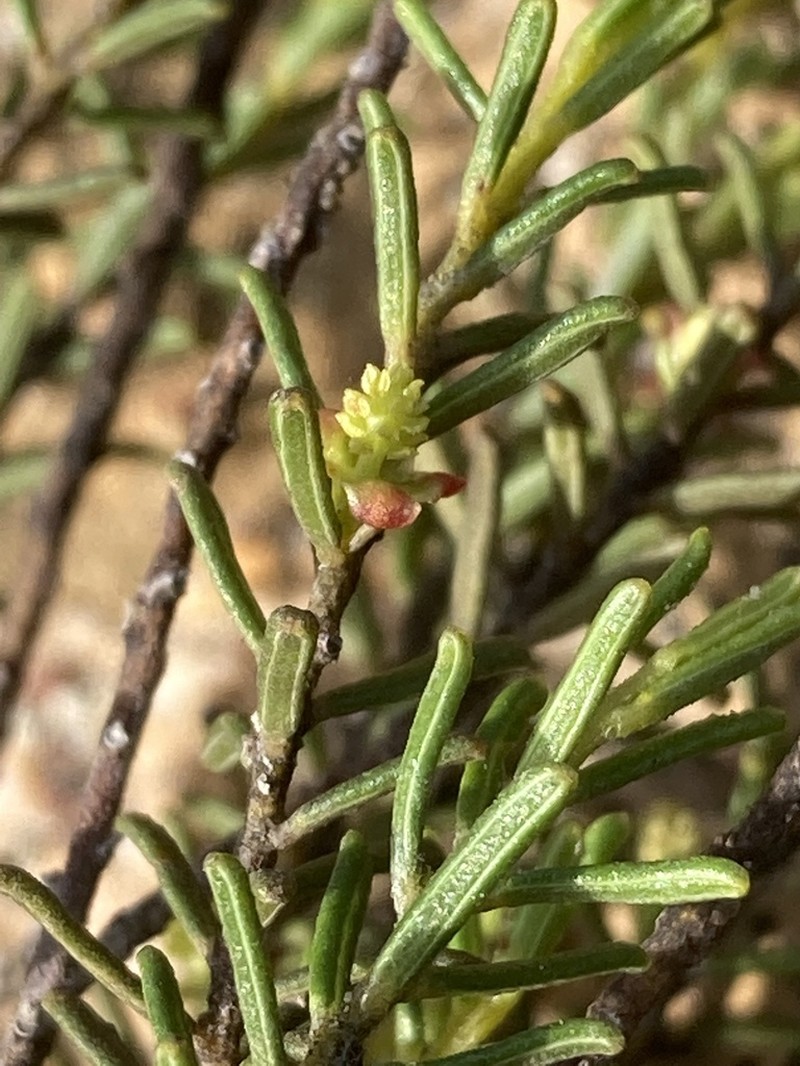 Bertya dimerostigma photo 2