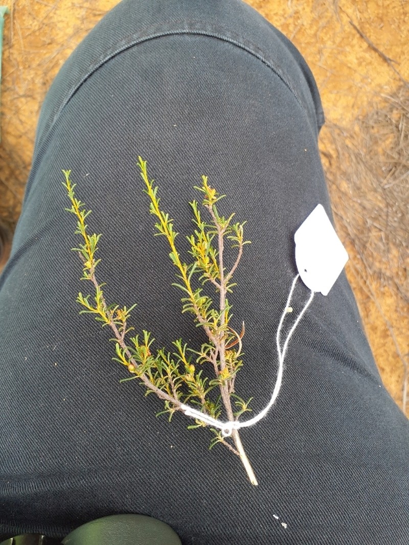 Bertya dimerostigma photo 3