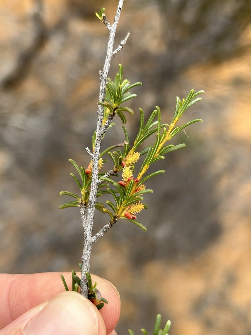 Bertya dimerostigma photo 4