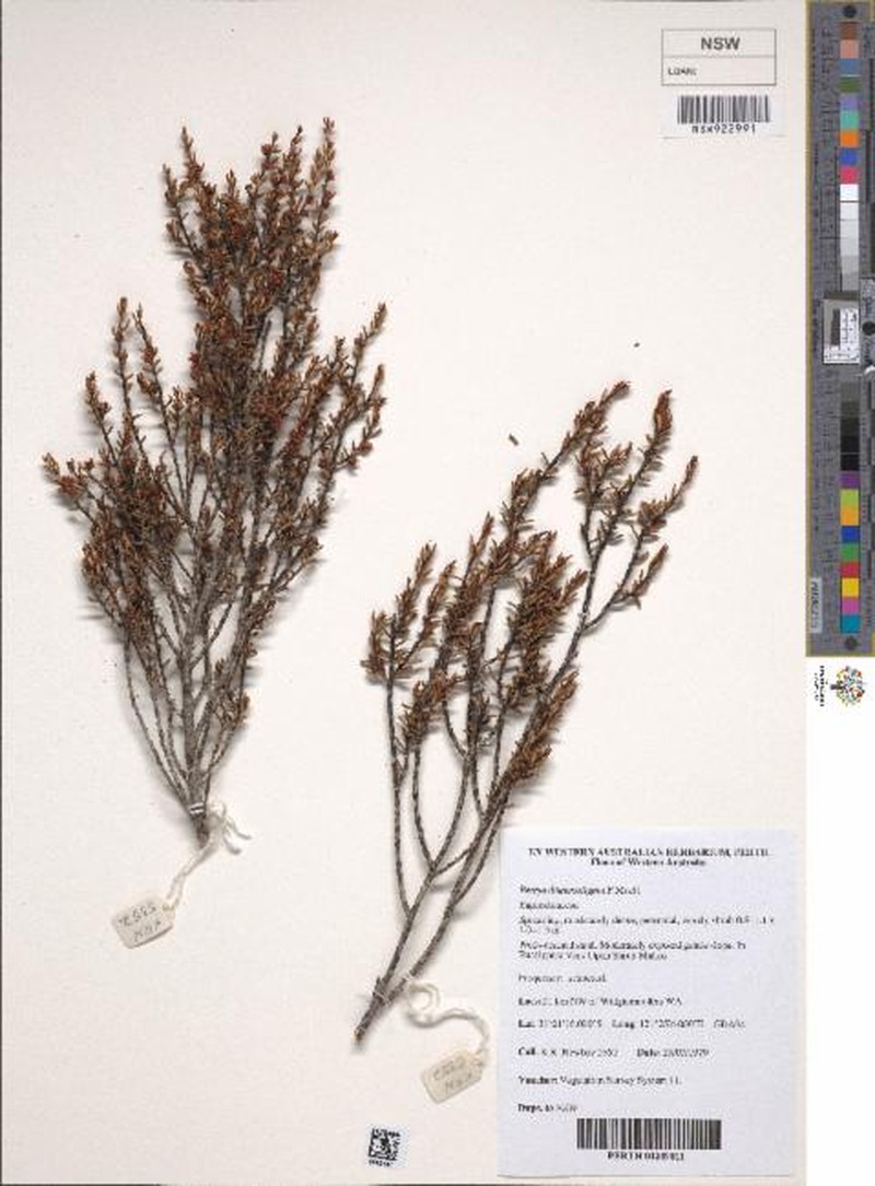 Bertya dimerostigma photo 6