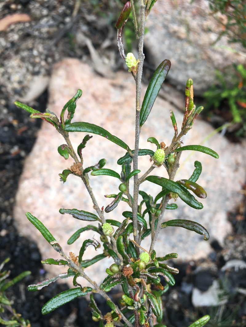 Bertya glandulosa