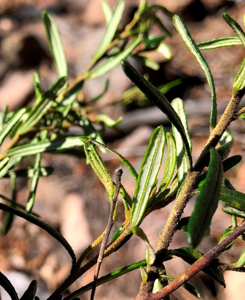 Bertya glandulosa photo 3