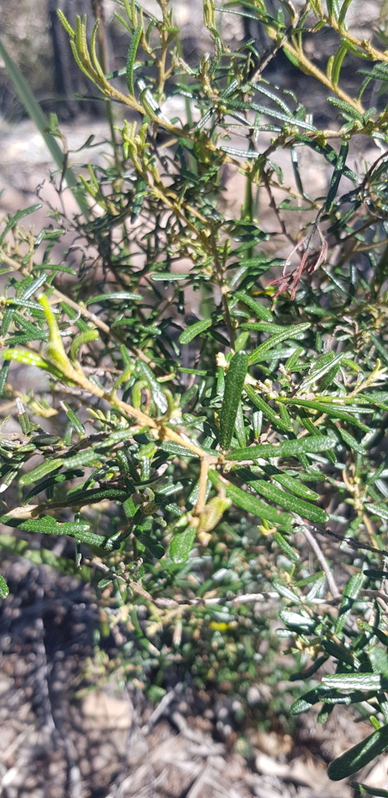Bertya glandulosa photo 5